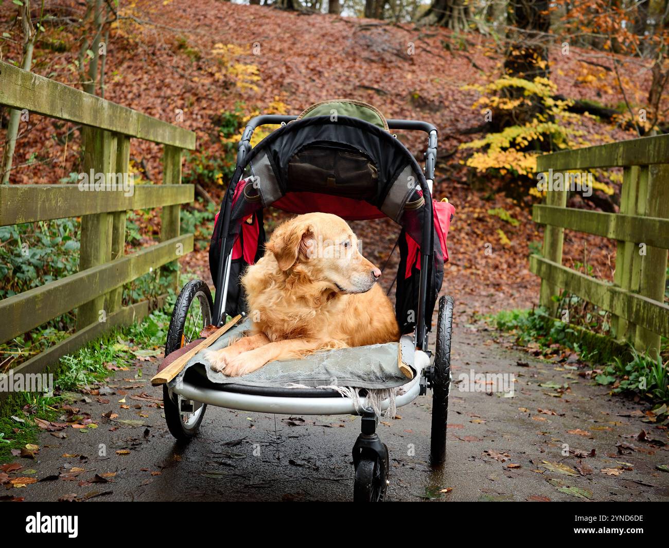 Goldener Retriever mit Beinverletzung in einem Kinderwagen auf einem bewaldeten Weg. Stockfoto