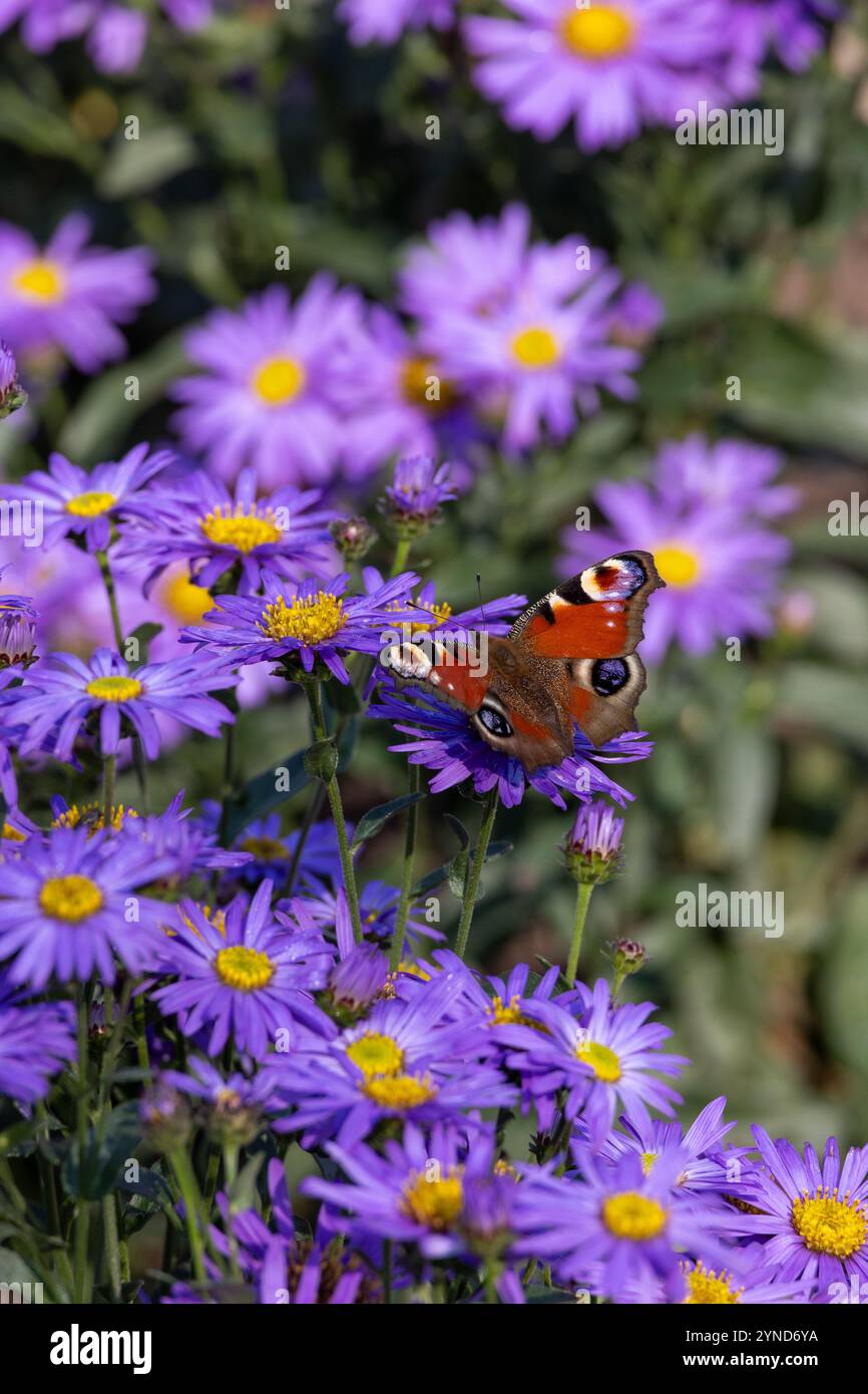 Bunter Tagfalter sammelt Nektar auf lila Blüten Stockfoto