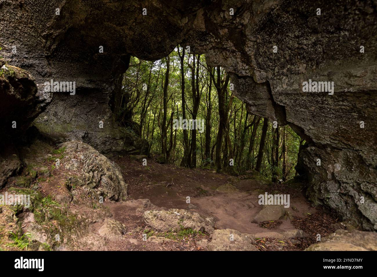 Diese Lavaröhre Furna da Maria Encantada befindet sich auf dem Kamm der Caldeira da Graciosa, Sao Mateus, Graciosa Insel, Azoren. Stockfoto