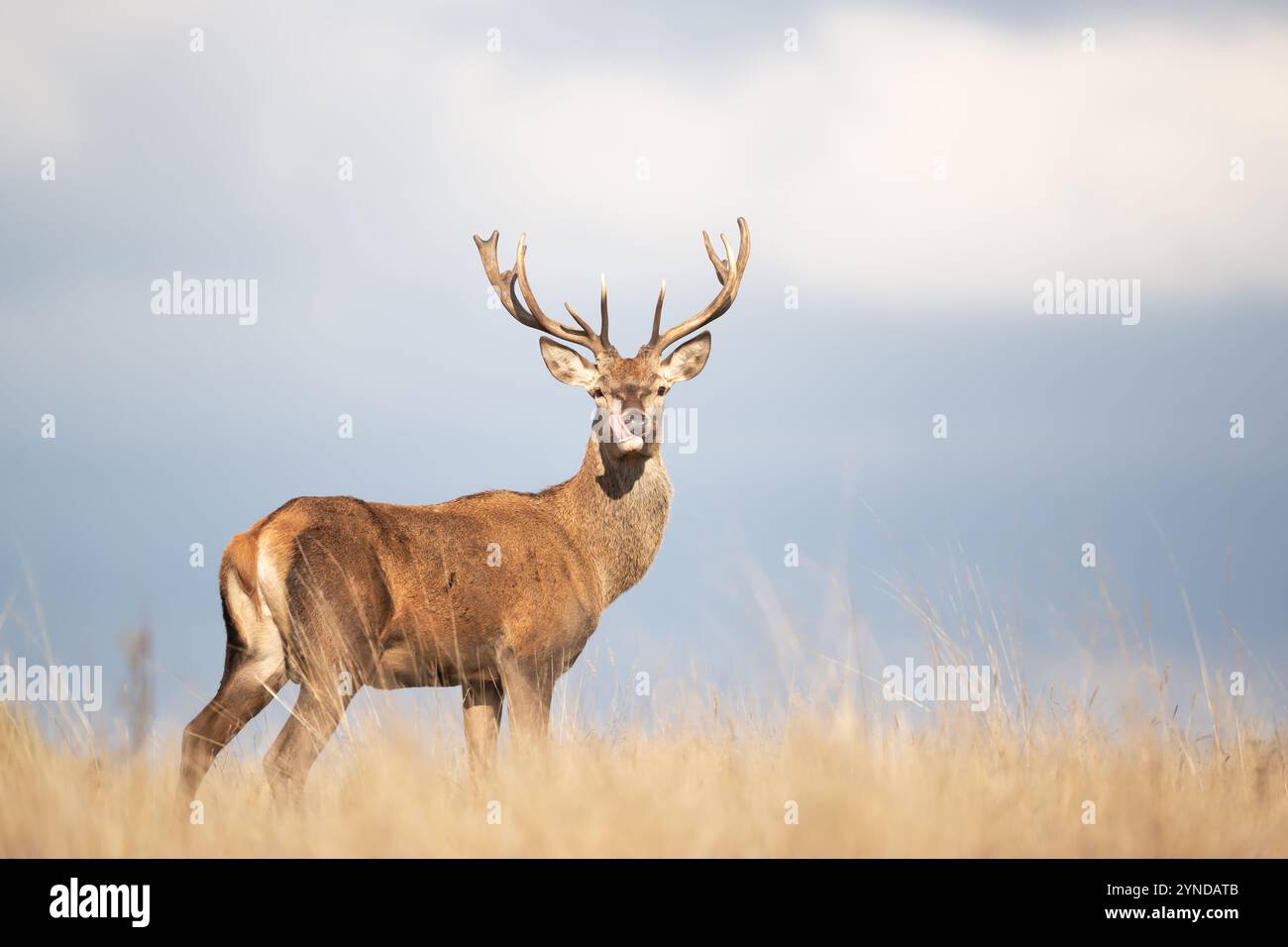Junger Rothirsch, der im Gras steht und seine Zunge zeigt, UK. Stockfoto