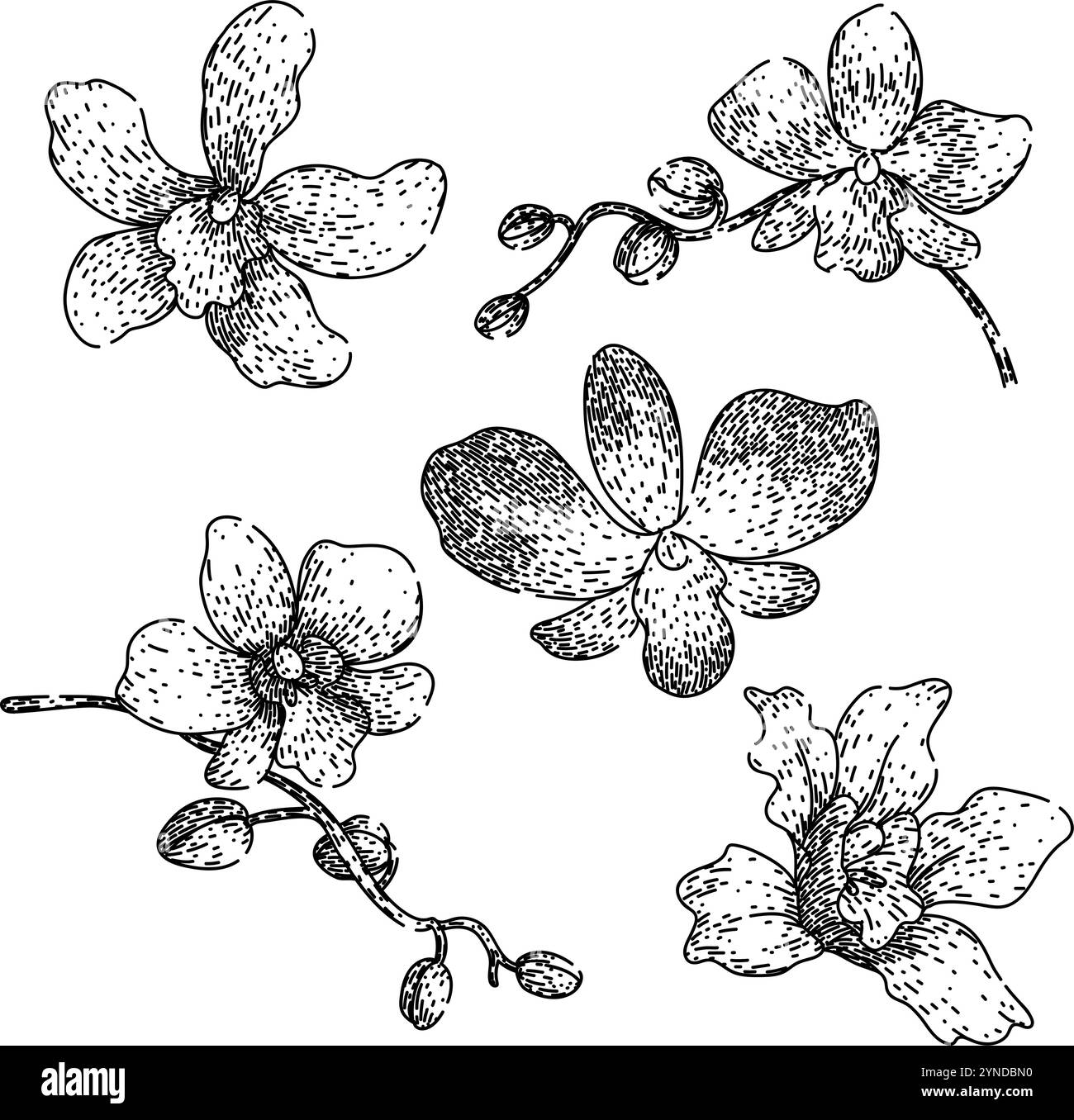 orchid Set Skizze Hand gezeichneter Vektor Stock Vektor