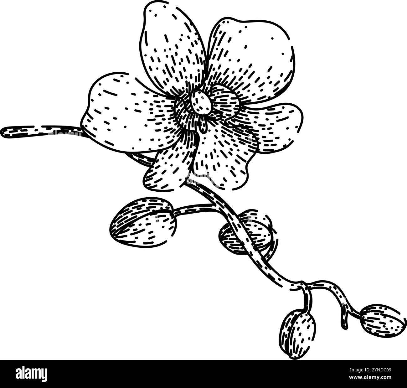 cattleya Orchideenskizze Hand gezeichneter Vektor Stock Vektor