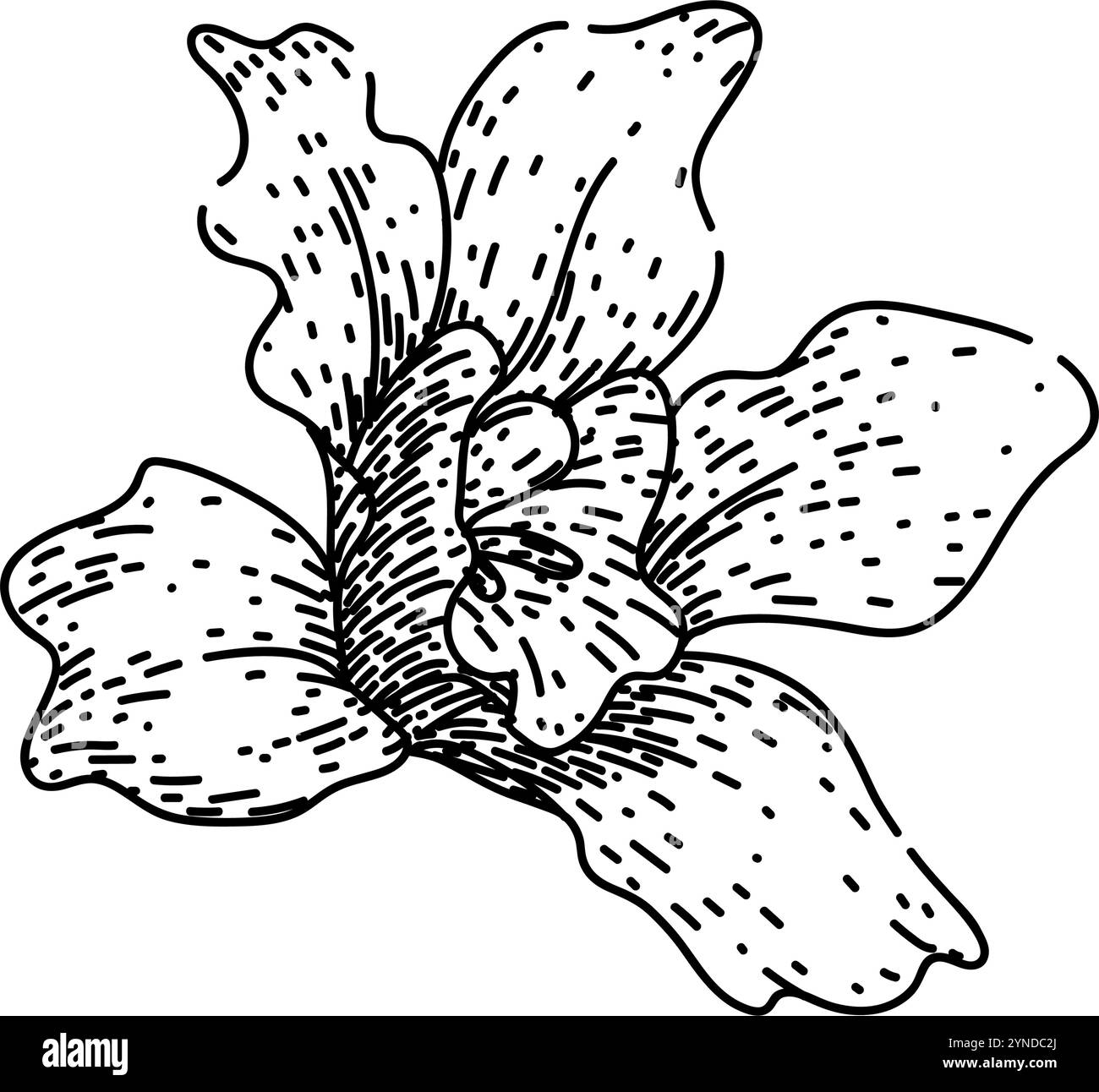 dendrobium Orchideenskizze handgezeichneter Vektor Stock Vektor