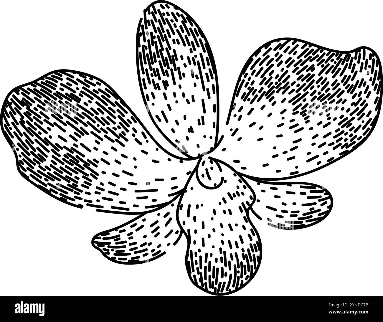 vanda Orchideenskizze Hand gezeichneter Vektor Stock Vektor