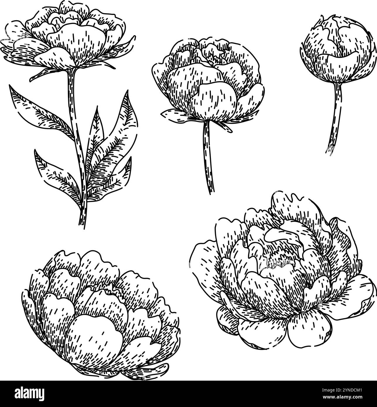 pfingstrose Set Skizze Hand gezeichneter Vektor Stock Vektor