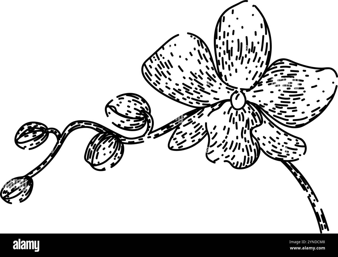 cymbidium Orchideenskizze handgezeichneter Vektor Stock Vektor