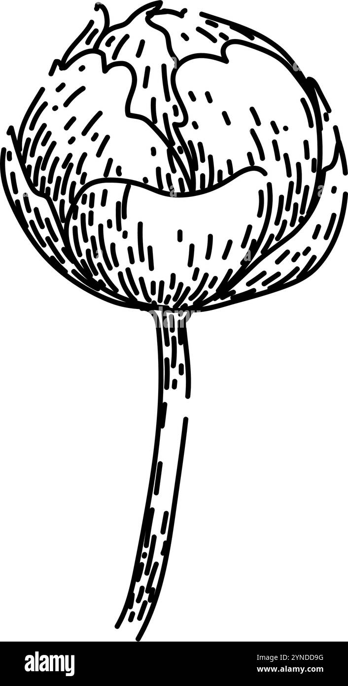 Bloom Pfingstrose Skizze Hand gezeichneter Vektor Stock Vektor