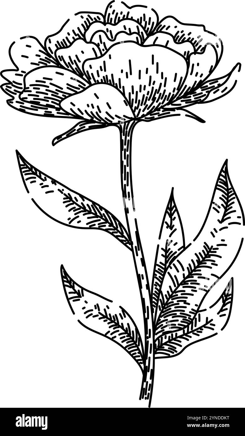 Rosa Pfingstrose Skizze Hand gezeichneter Vektor Stock Vektor