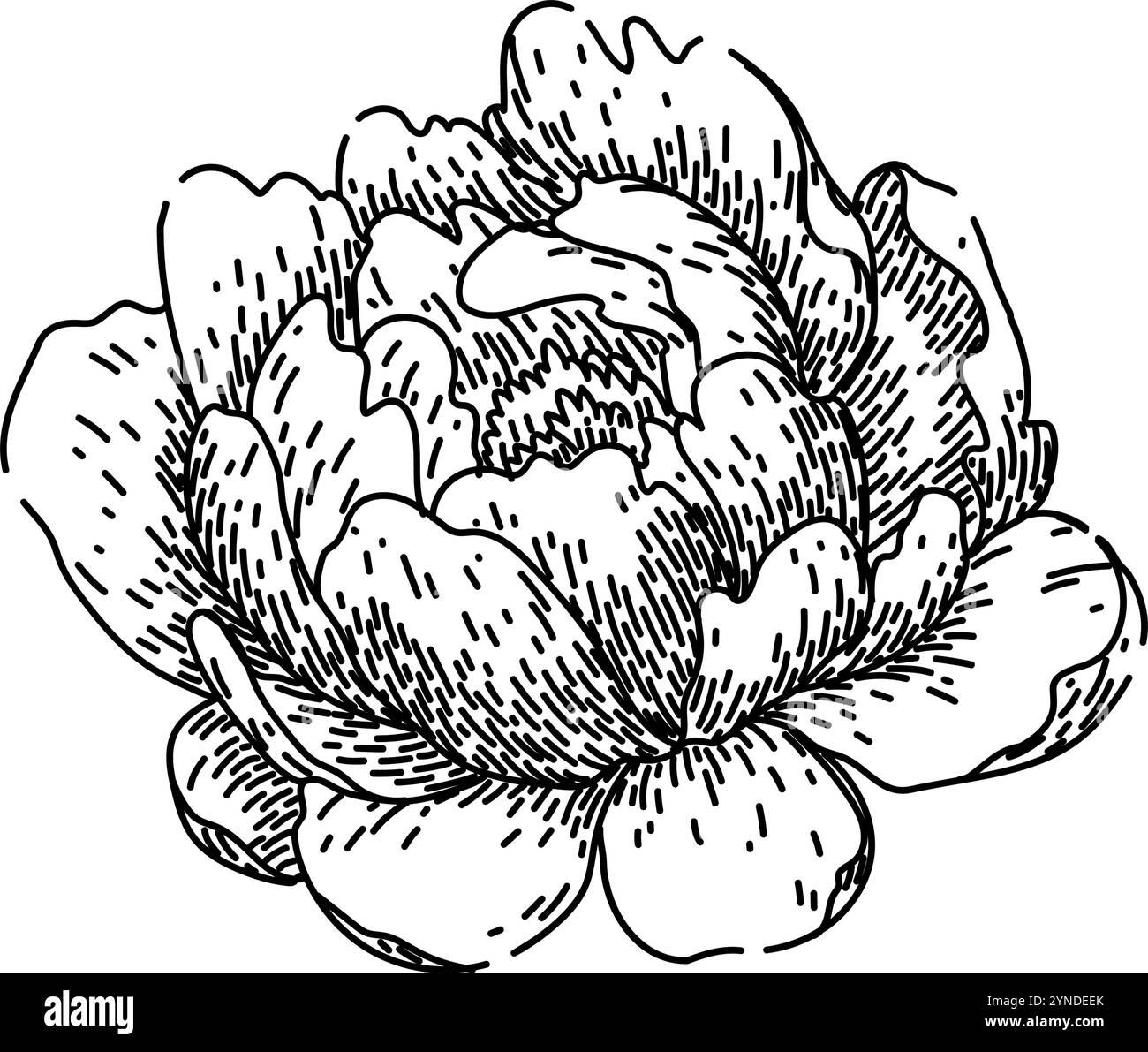 Duft Pfingstrose Skizze Hand gezeichneter Vektor Stock Vektor