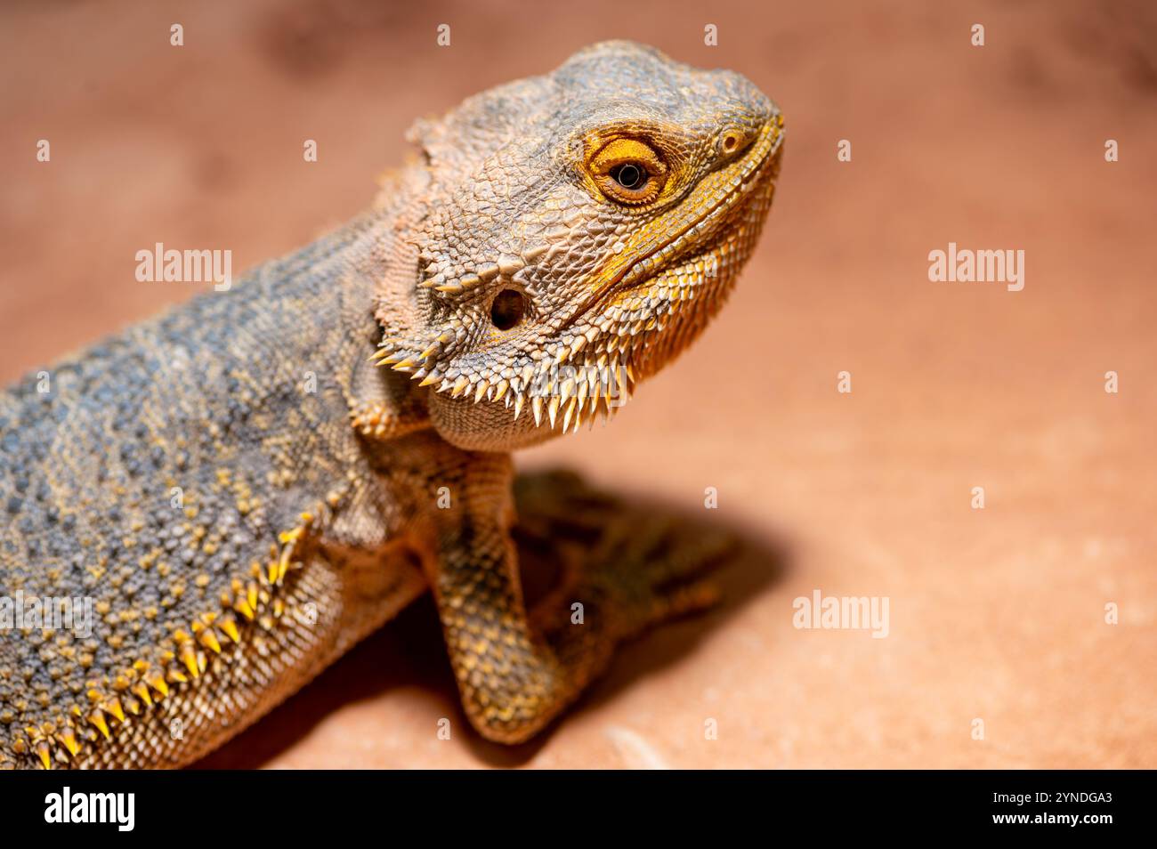 Diese Nahaufnahme zeigt die einzigartigen Merkmale eines bärtigen Drachen und hebt seine strukturierte Haut und seine auffälligen Augen hervor. Der warme Hintergrund betont seine Stockfoto