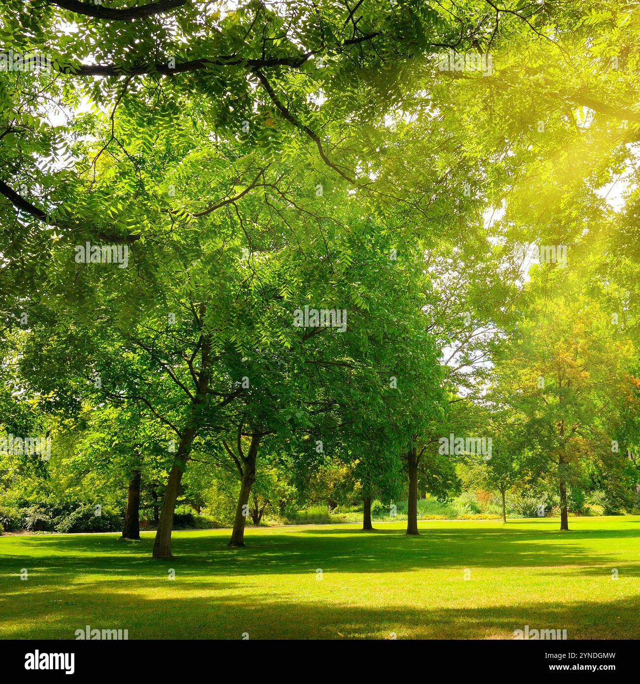 Ein gemütlicher Sommerpark mit weitläufigen Rasenflächen. Stockfoto