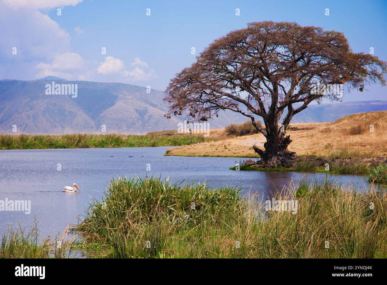 Pelikan in einem Teich in der Nähe des Ngoitokitok Picknickbereichs im Ngorongoro-Krater-Nationalpark in Tansania. Stockfoto