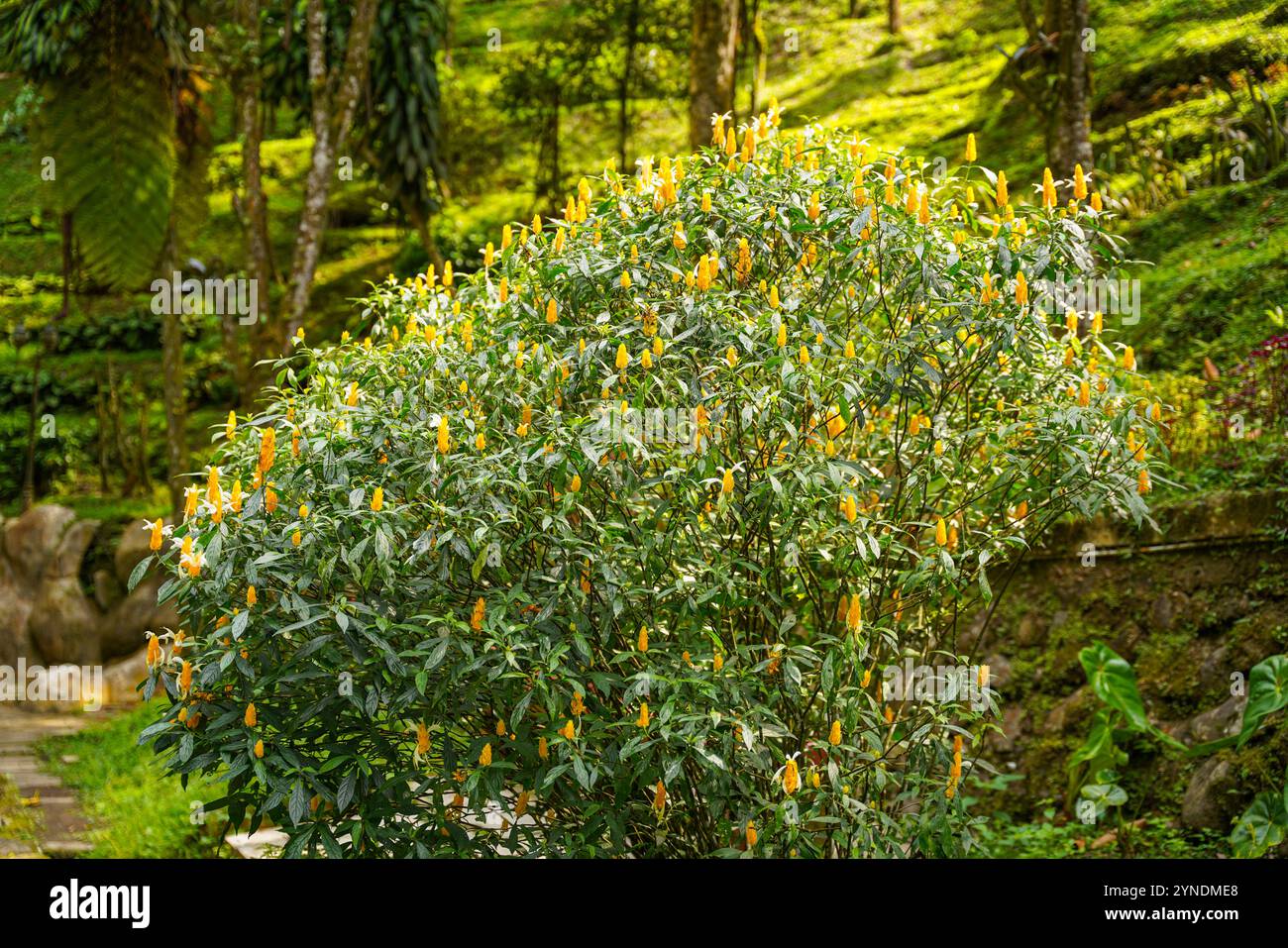 Pachystachys lutea, bekannt als die goldene Garnelenpflanze oder Lutscher Pflanze Stockfoto