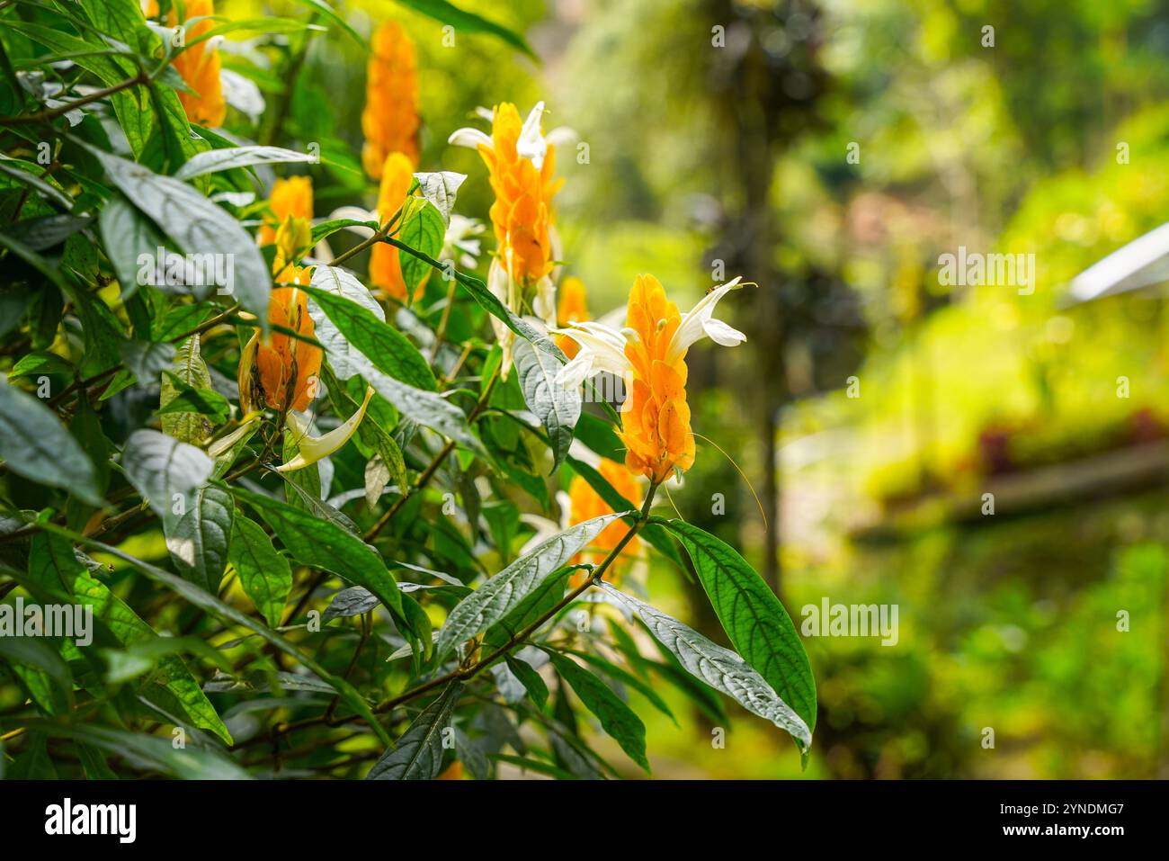 Pachystachys lutea, bekannt als die goldene Garnelenpflanze oder Lutscher Pflanze Stockfoto