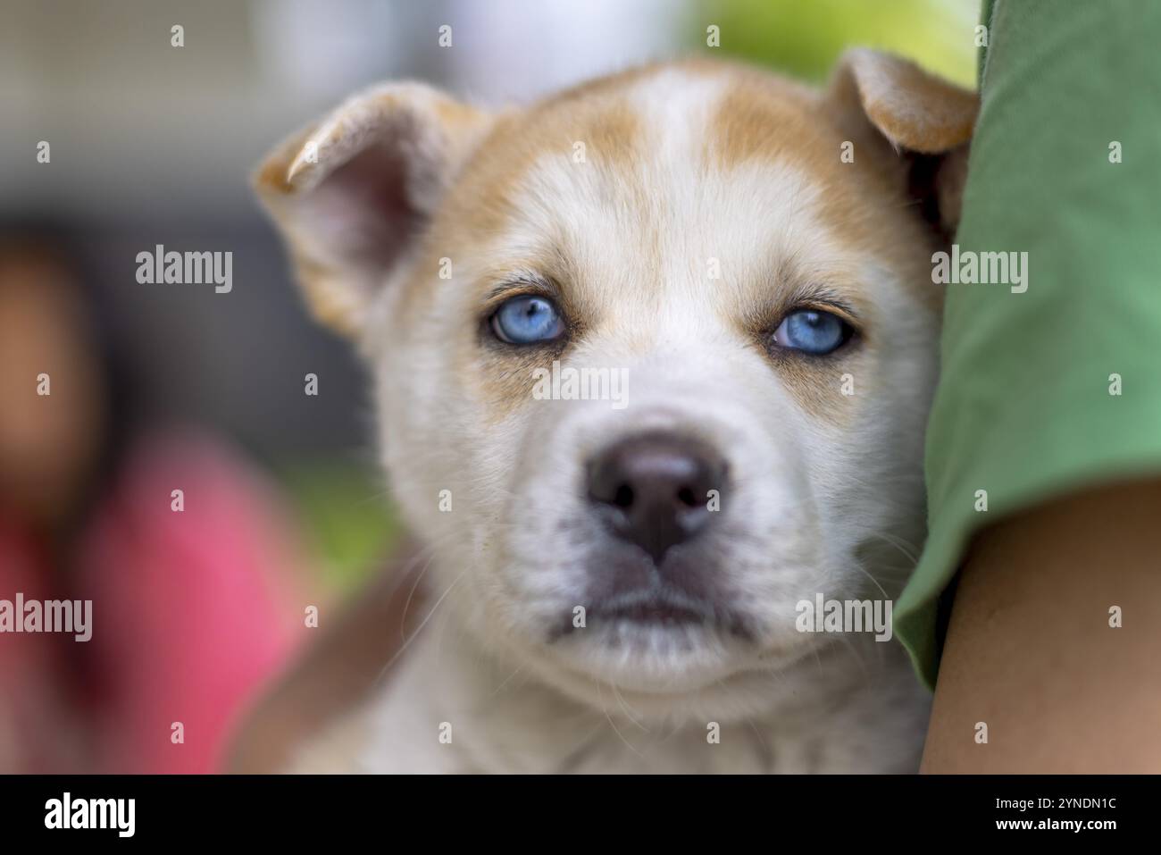 Nahaufnahme eines verspielten Hündchens Akita und Husky mit hellblauen Augen und einem flauschigen braunen Fell, das von einer Person gehalten wird Stockfoto