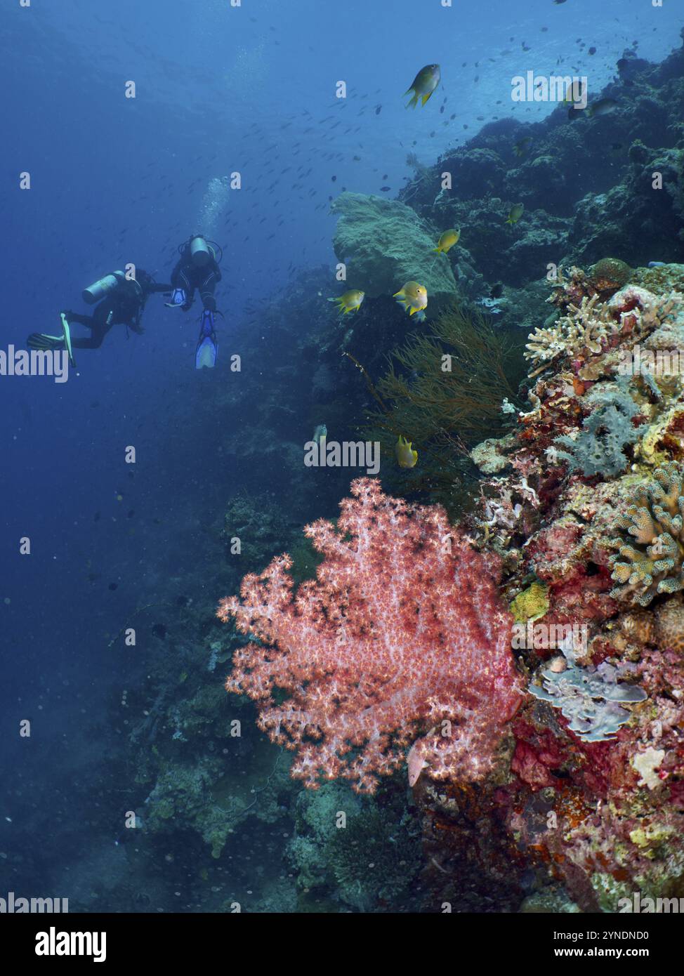 Taucher erkunden ein farbenfrohes Korallenriff voller Fische und Klunzinger's Soft Coral (Dendronephthya klunzingeri) im tiefblauen Ozean, Tauchplatz Coral GA Stockfoto