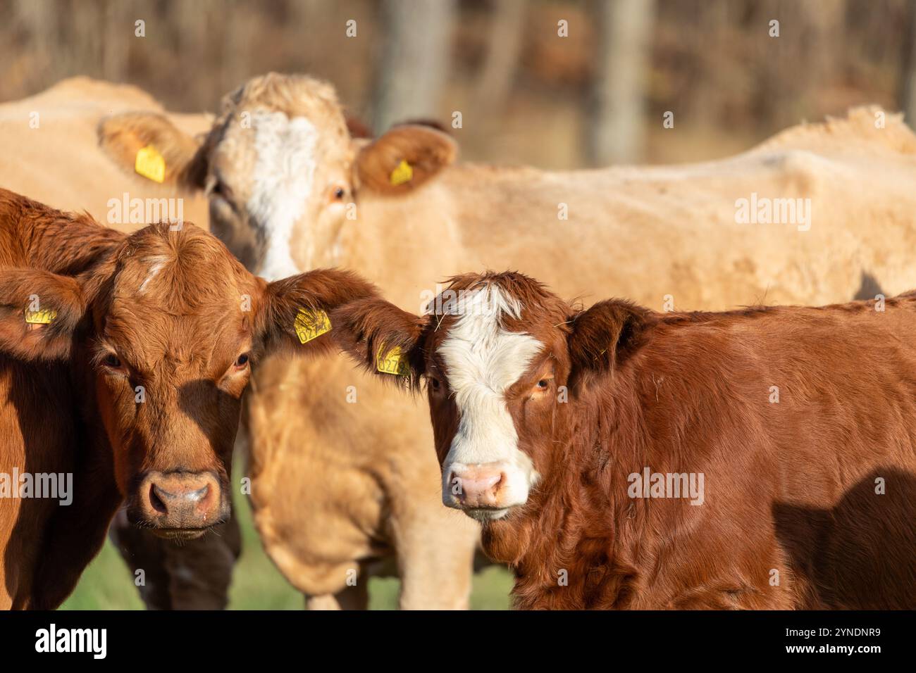 Rinder mit Ohrmarkierungen, die auf Fotografen schauen Stockfoto