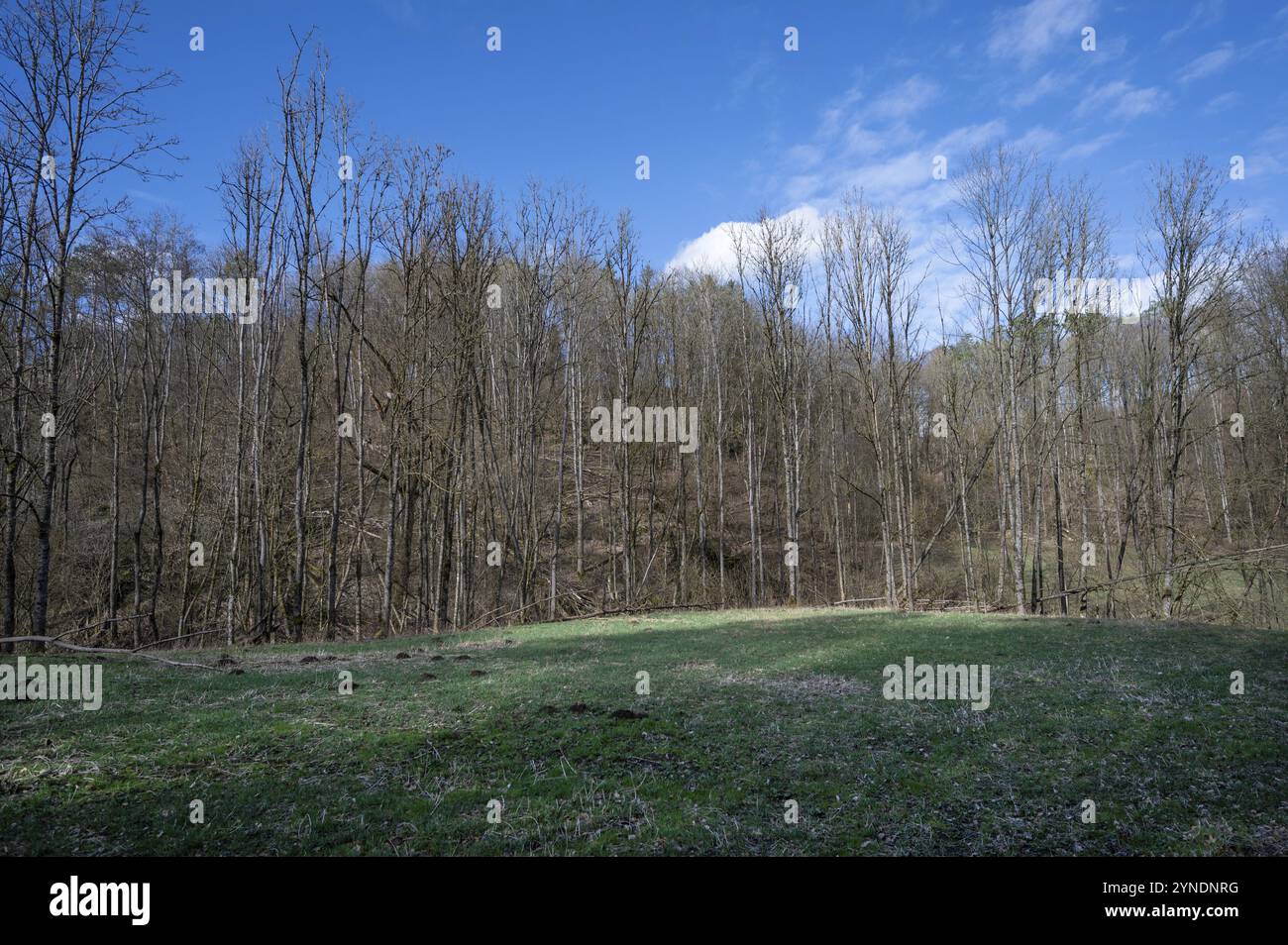 Tote Erle (Alnus glutinosa) in einem Tal, Thuisbrunn, Oberfranken, Bayern, Deutschland, Europa Stockfoto