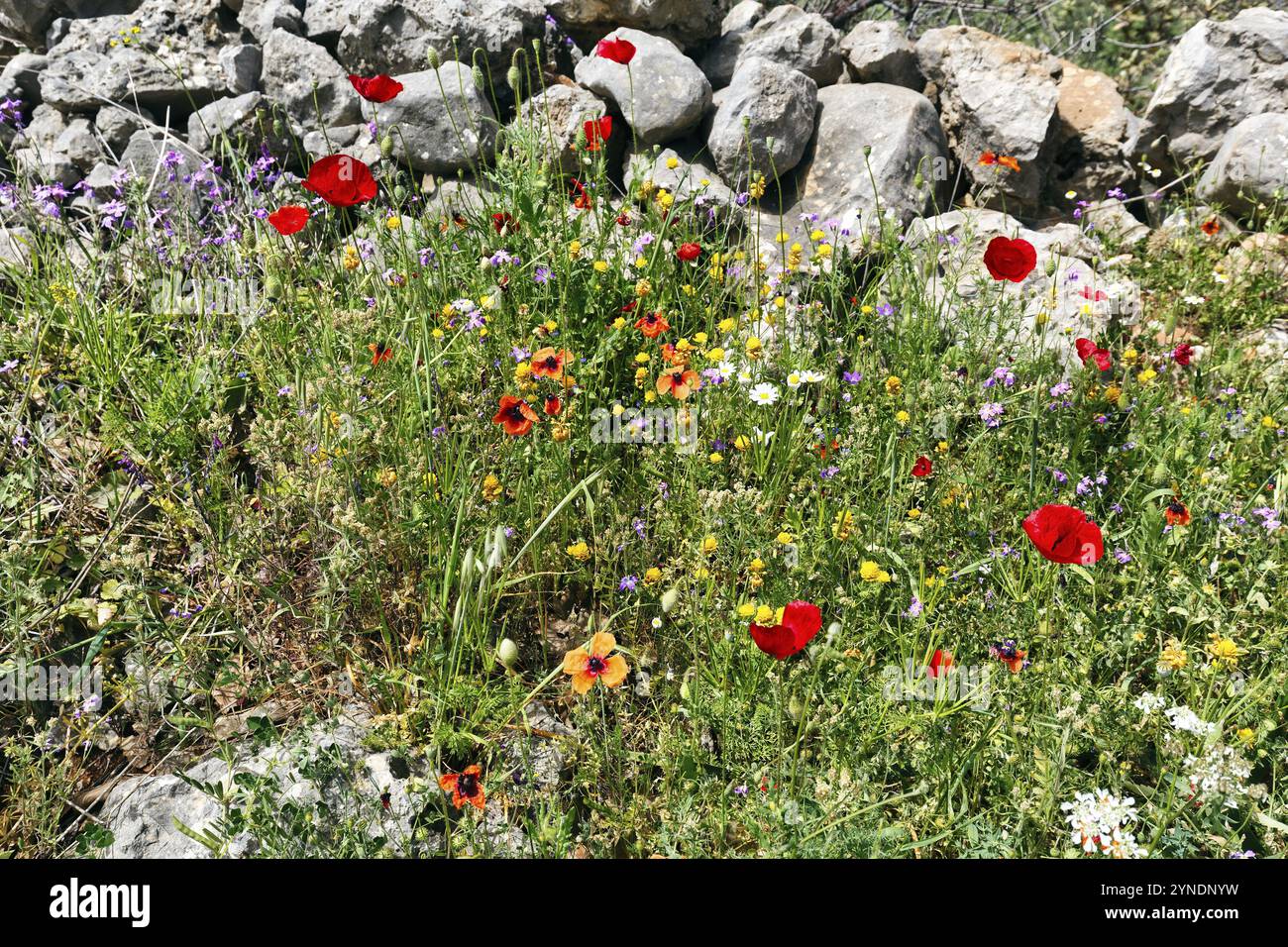 Blumenwiese im Frühjahr, Maismohn, traditionelle Trockenmauer, Pyrgos, Mani, Griechenland, Europa Stockfoto