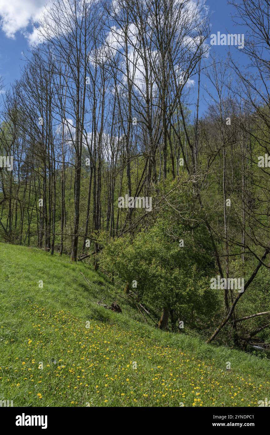 Tote Pappeln (Populus) auf einer Wiese im Frühjahr, Franken, Bayern, Deutschland, Europa Stockfoto