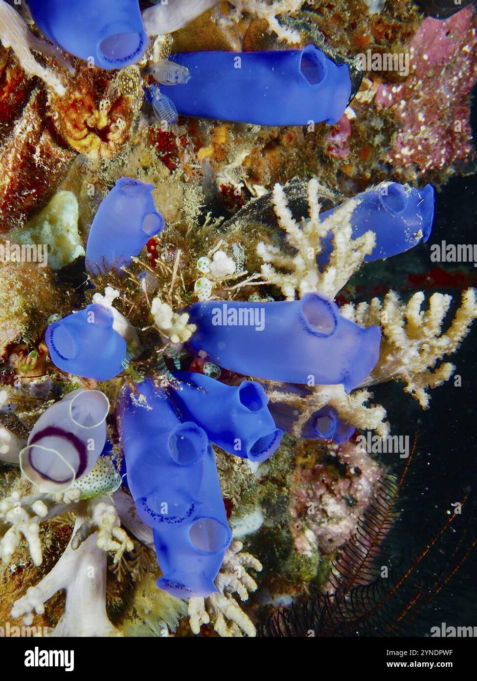 Lebendige Blaumeer-Squirts (Clavelina coerulea) im Riff, umgeben von einer vielfältigen Meereswelt, Tauchplatz Prapat, Penyapangan, Bali, Indonesien, Asien Stockfoto