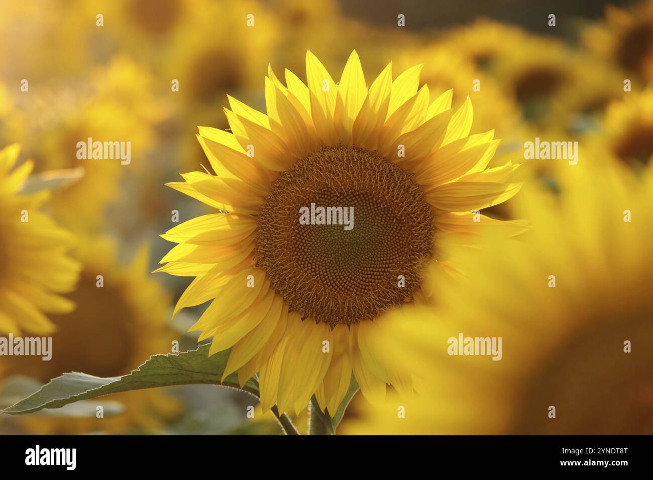 Sonnenblume, Helianthus annuus bei Sonnenuntergang Stockfoto