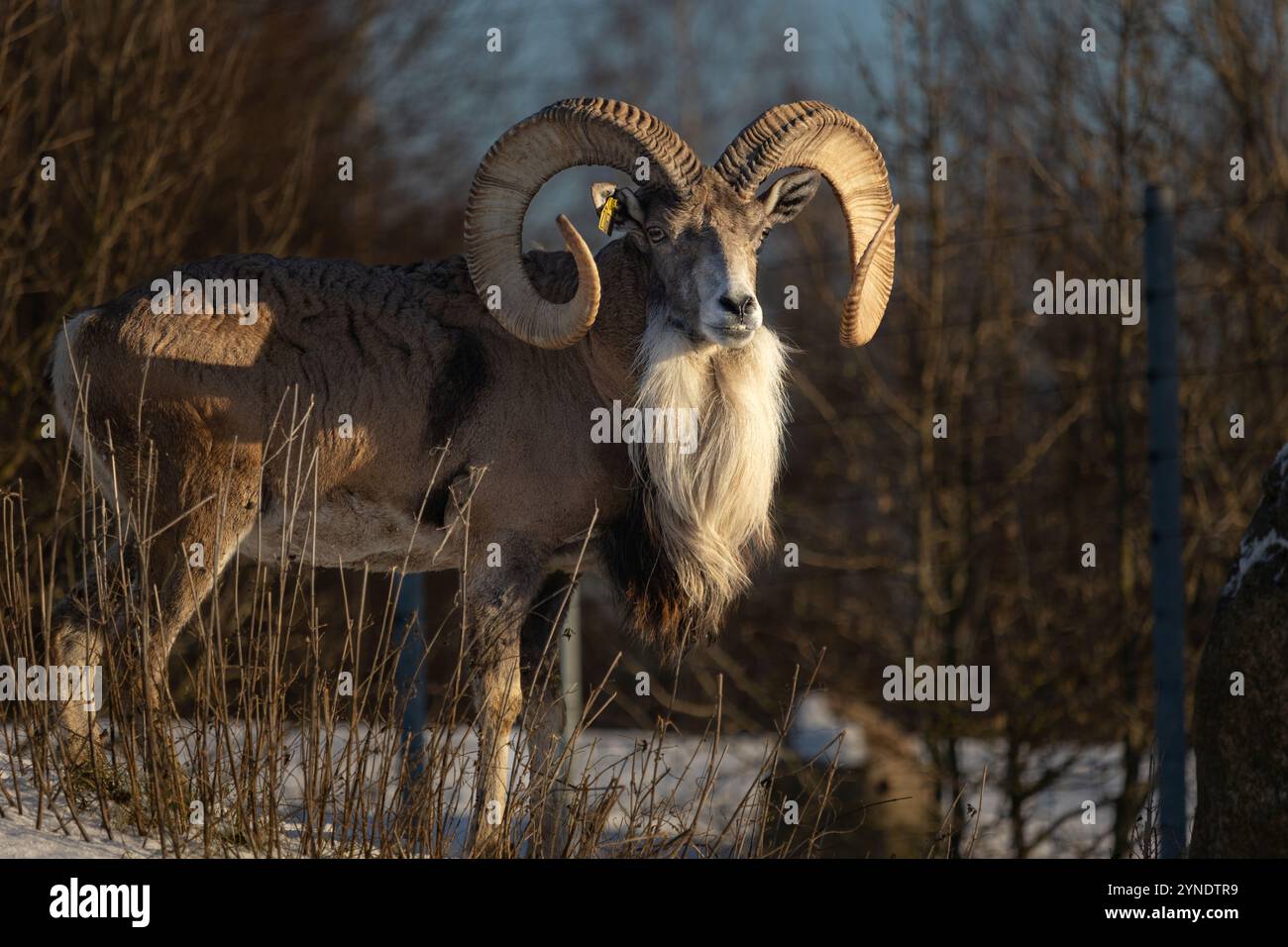 Transkaspische Urials (ovis orientalis arkal) im frühen Winter erster Schnee Stockfoto