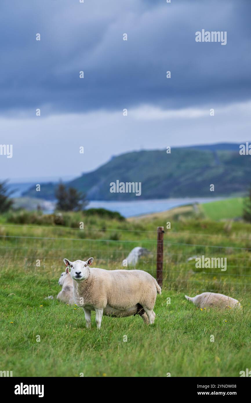 Cheviot lebt auf Weiden auf einer schottischen Bergfarm in Sutherland, Großbritannien. Stockfoto