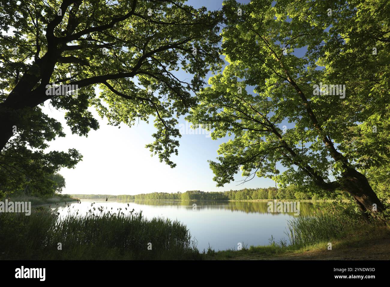 Äste der Frühlingseichen gegen den See am Morgen Stockfoto