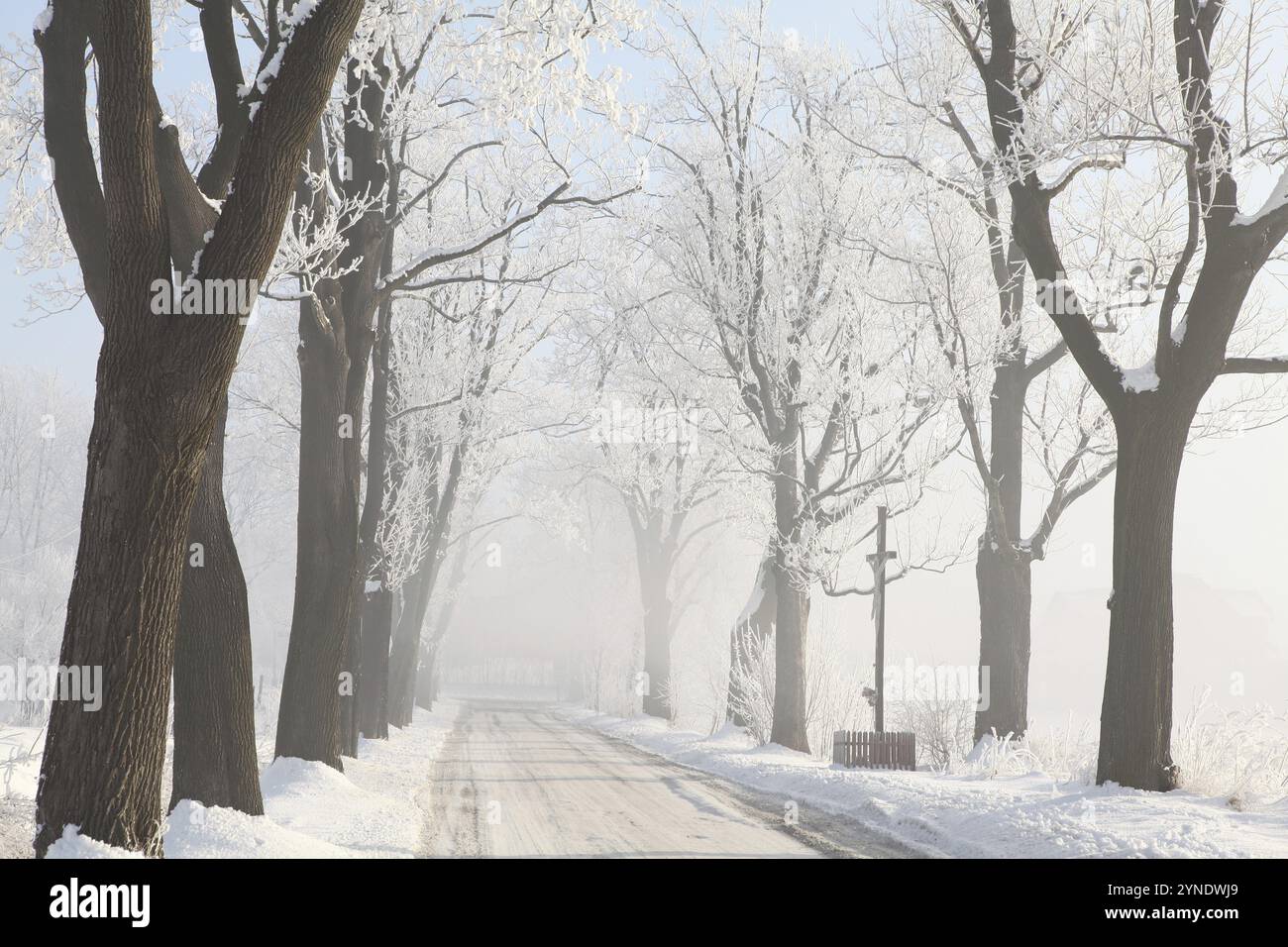 Winter ländliche Straße zwischen den Bäumen bedeckt mit Frost Stockfoto