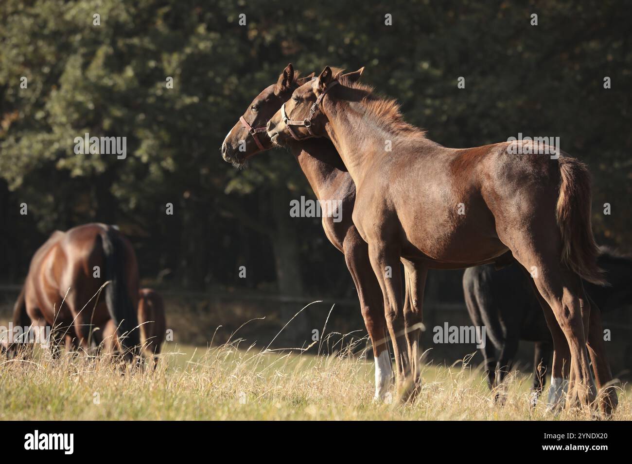 Fohlen auf einer Wiese gegen die Bäume am Morgen, Polen, Europa Stockfoto