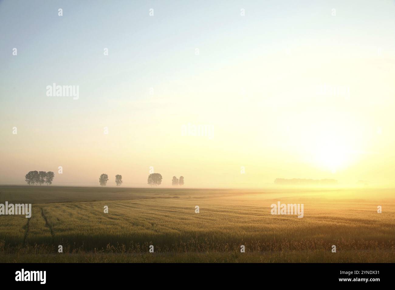 Sonnenaufgang über ein Feld von Weizen Stockfoto