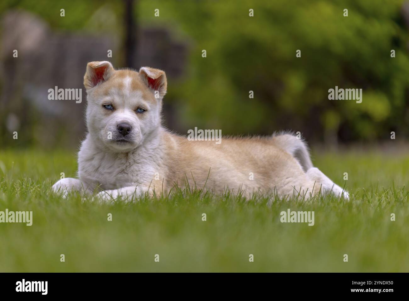 Eine Mischung aus Akita und Husky nennt auch Huskita Welpen, der auf Gras ruht Stockfoto