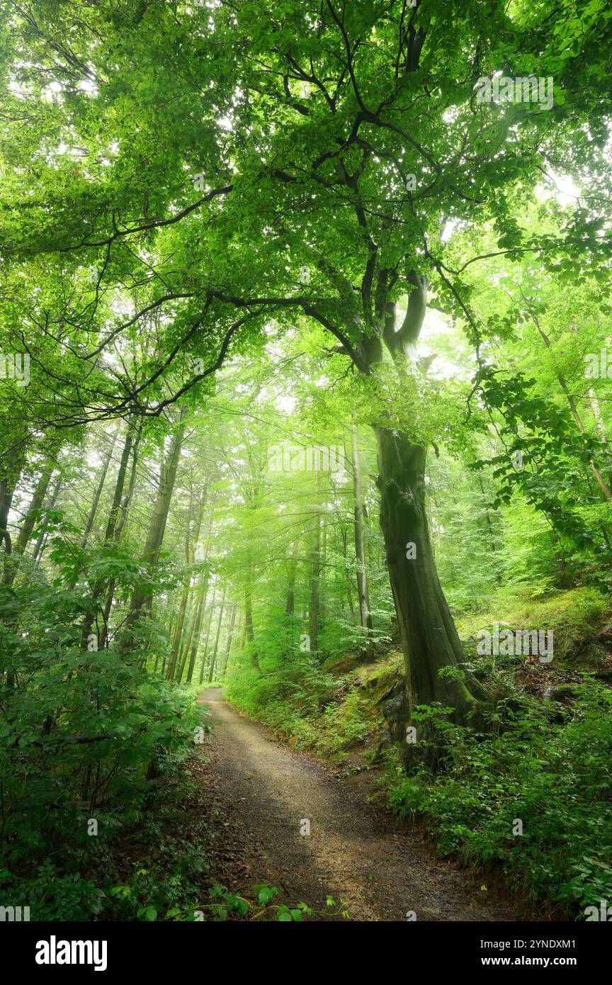 Majestätische schöne alte Buche an einem Pfad in einem üppig grünen Nebelwald mit sanftem Licht im Portraitformat Stockfoto