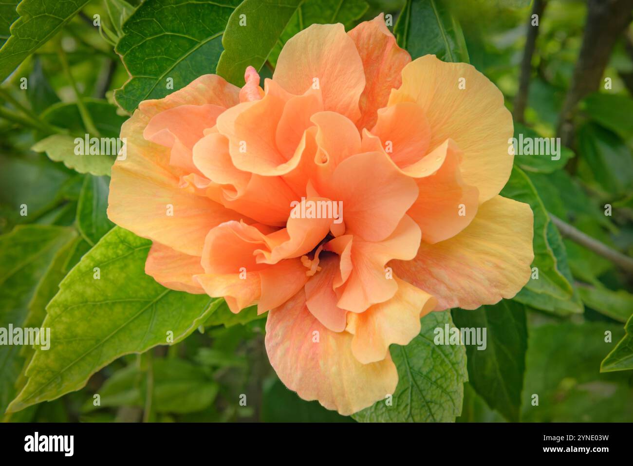 Pfirsichfarbener dreifacher Hibiskus im Garden Hamilton Bermuda Stockfoto