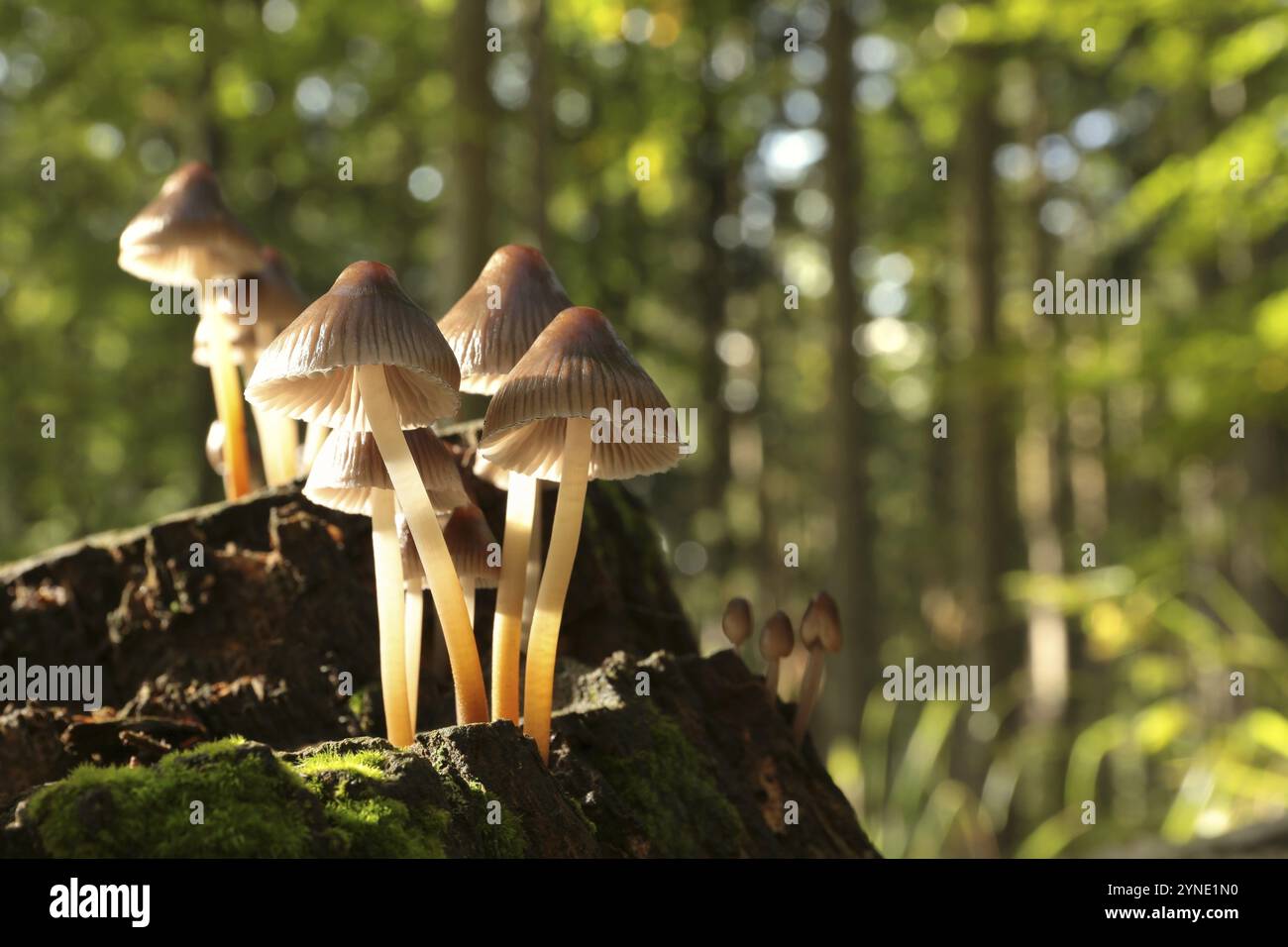 Familie der Pilze auf einem Baumstamm Stockfoto