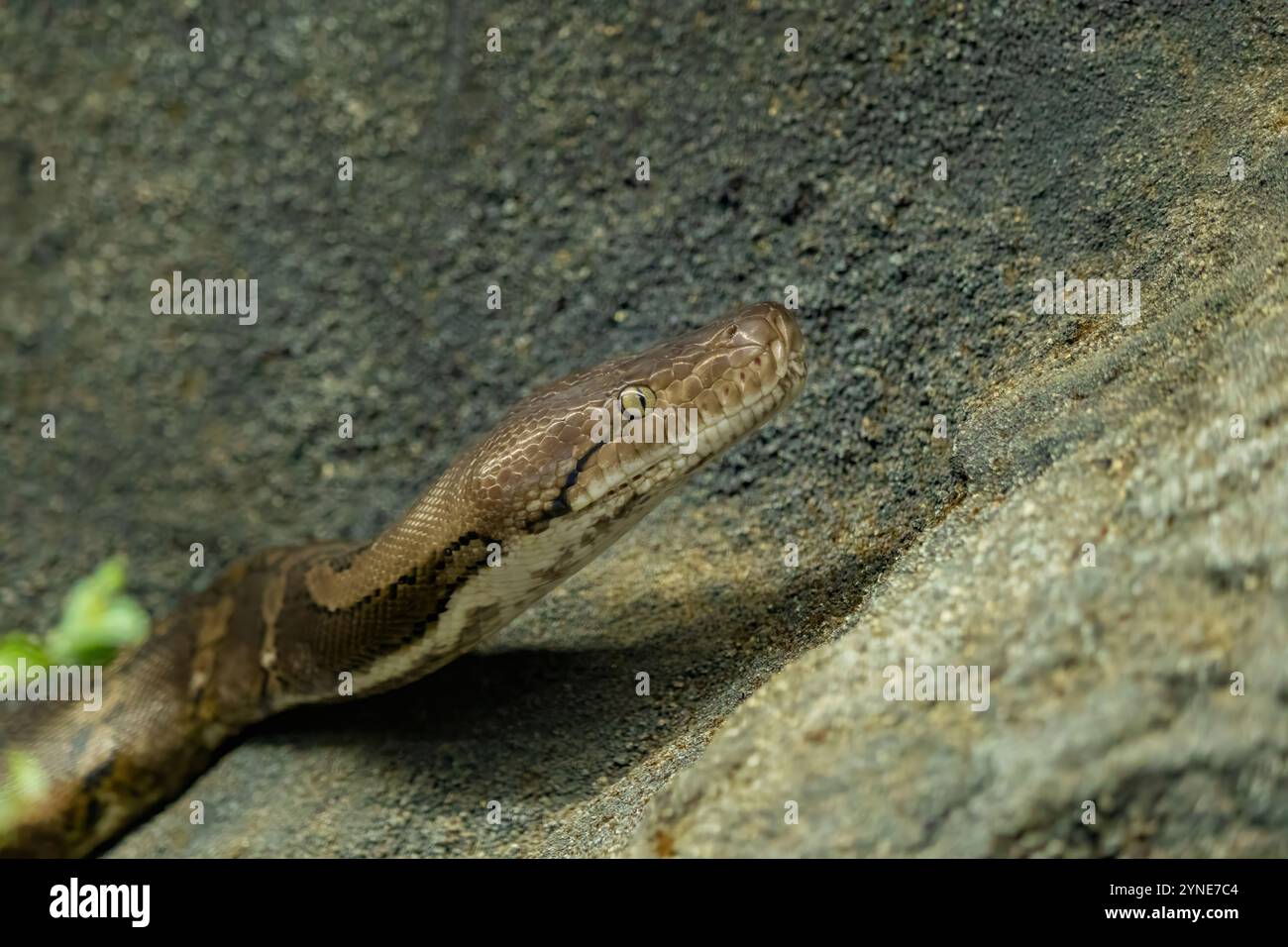 Netzpython Größe Retikulierter python malayopython reticulatus -Fotos und -Bildmaterial ...