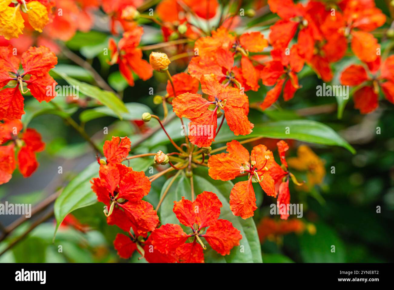 Bunga Phanera Kokiana oder Bauhinia kockiana, eine Gattung blühender Pflanzen aus der Familie der Hülsenfrüchte, Fabaceae. Sie gehört zur Unterfamilie Cercidoideae Stockfoto