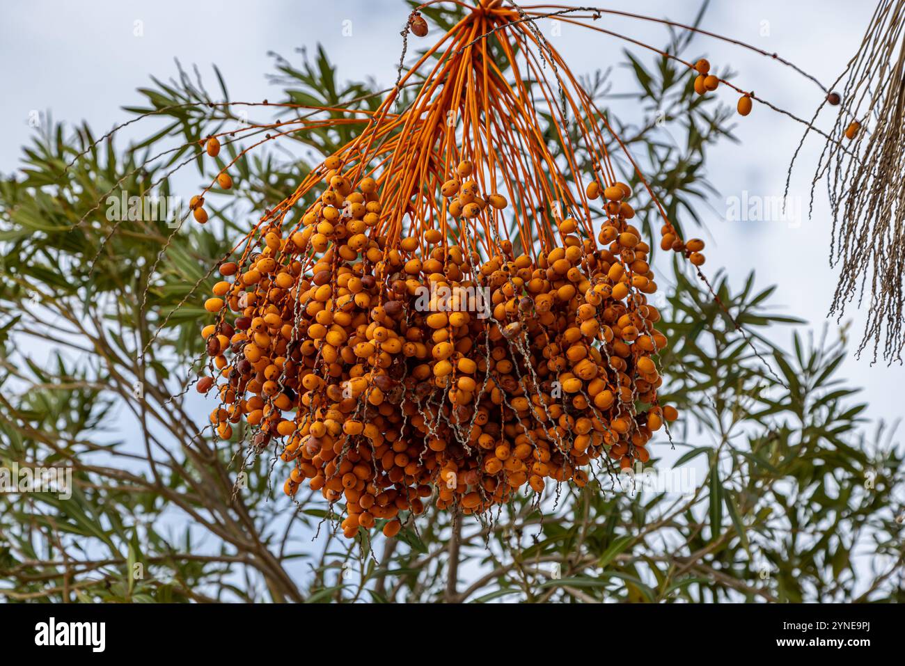 Eine Fülle von Datteln, die auf einem Baum in Portugal wachsen, mit einer geringen Tiefe des Feldes Stockfoto