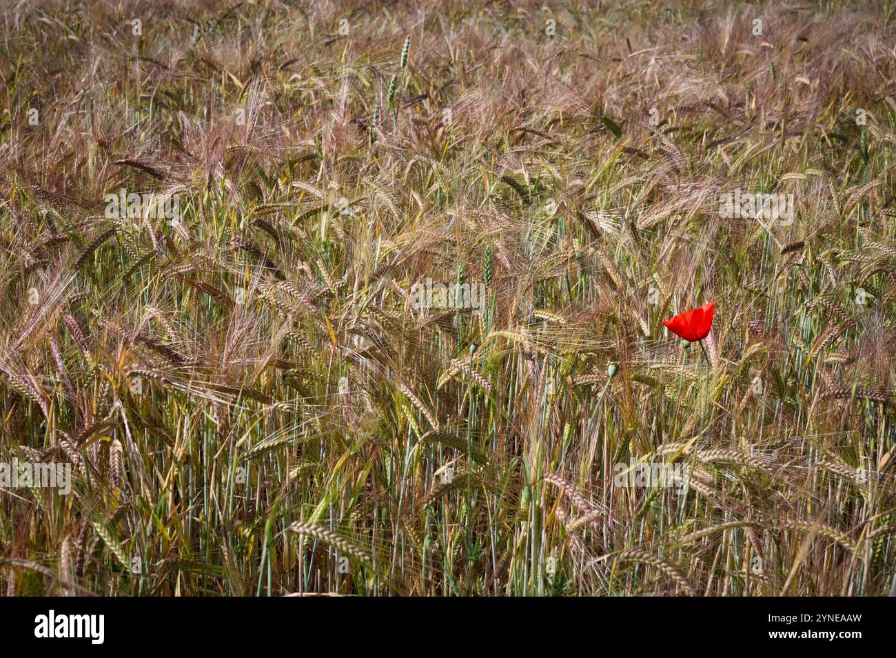 Ein einzelner roter Mohn links im Bild auf einem Weizenfeld in spanien Stockfoto