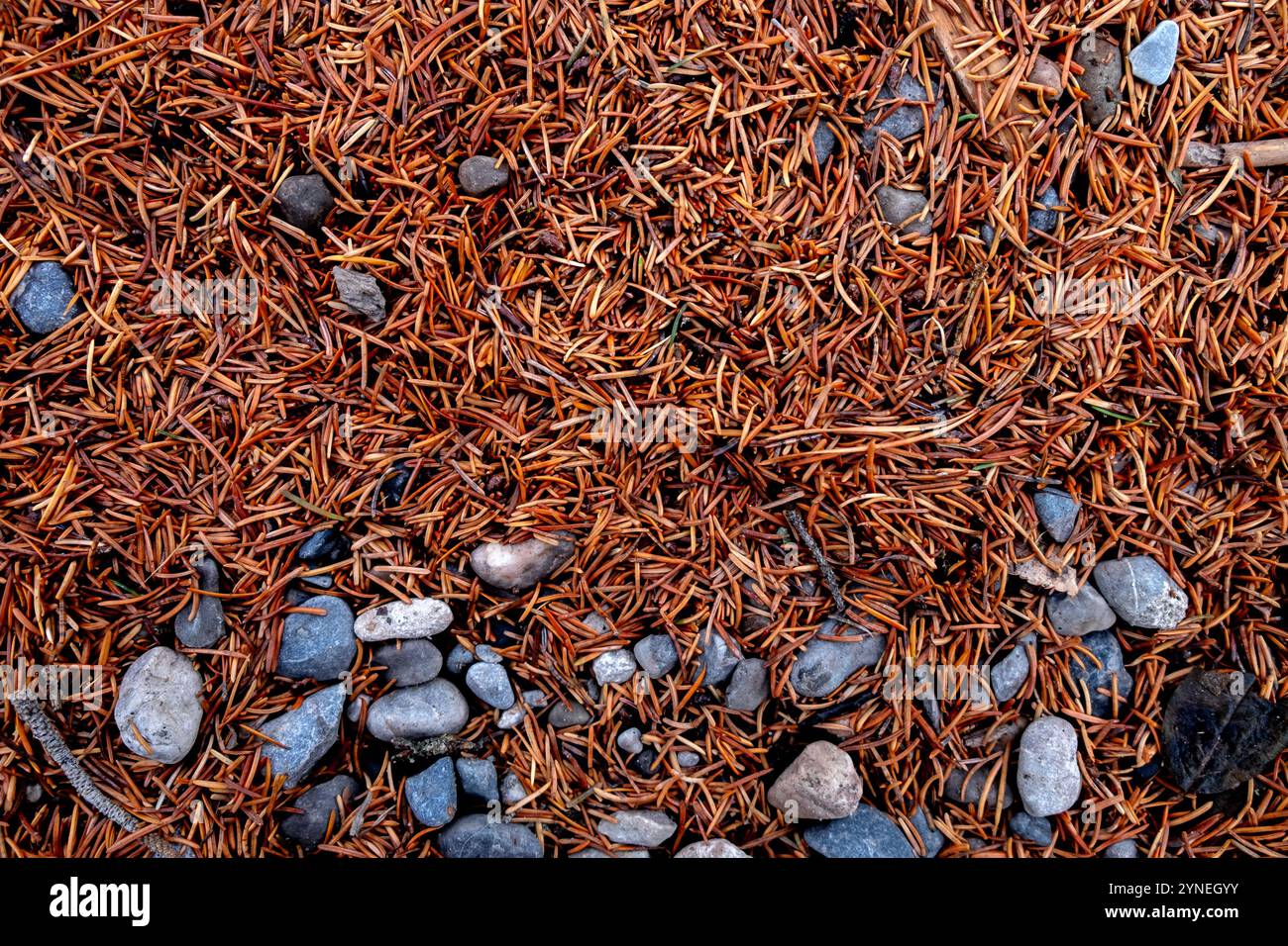 Alpine Canadian Forest Floor, Nahaufnahme Makrofotografie Stockfoto