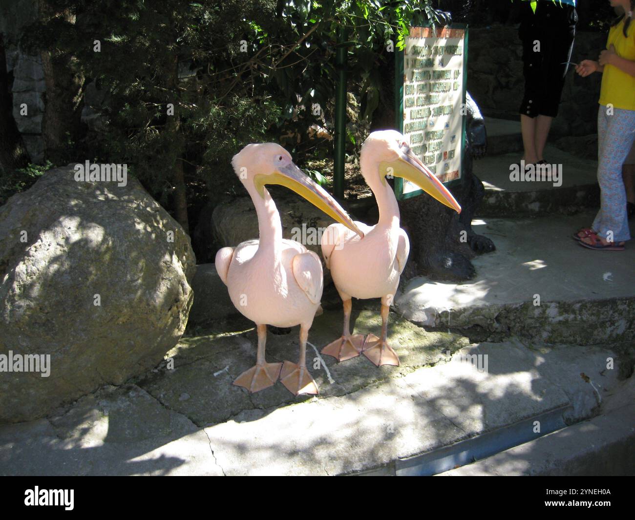 Pinkfarbene Pelikane im Worontsov Park Stockfoto