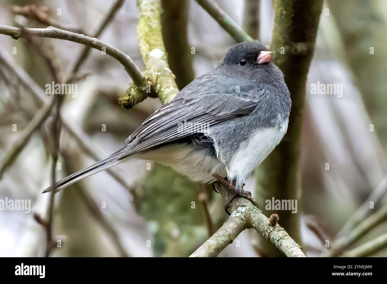 Ein dunkeläugiger Junco, isoliert auf einem Baumzweig im Südwesten von Ontario, Kanada. Stockfoto