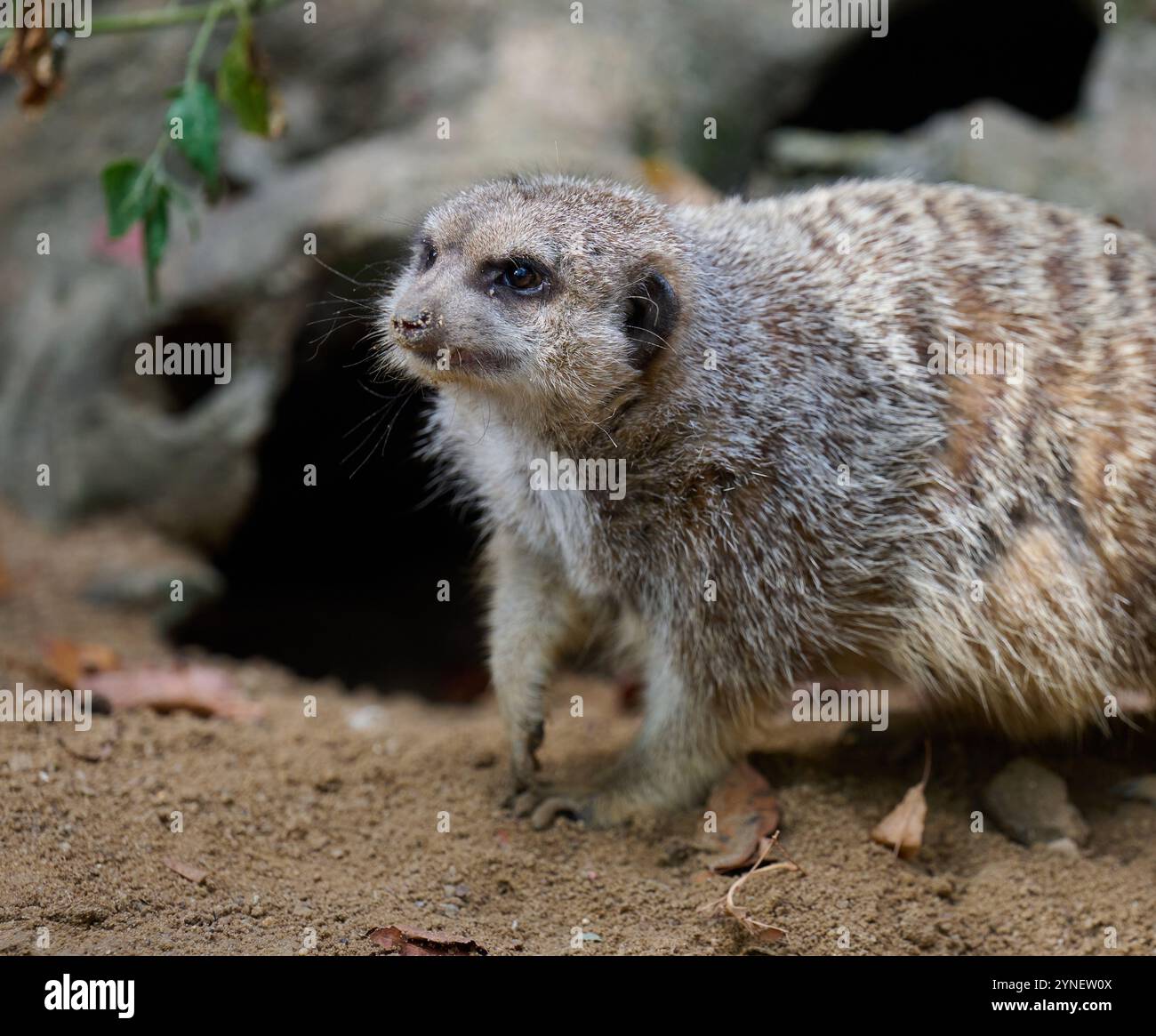 Ein erwachsener Erdmännchen spaziert im Freien Stockfoto