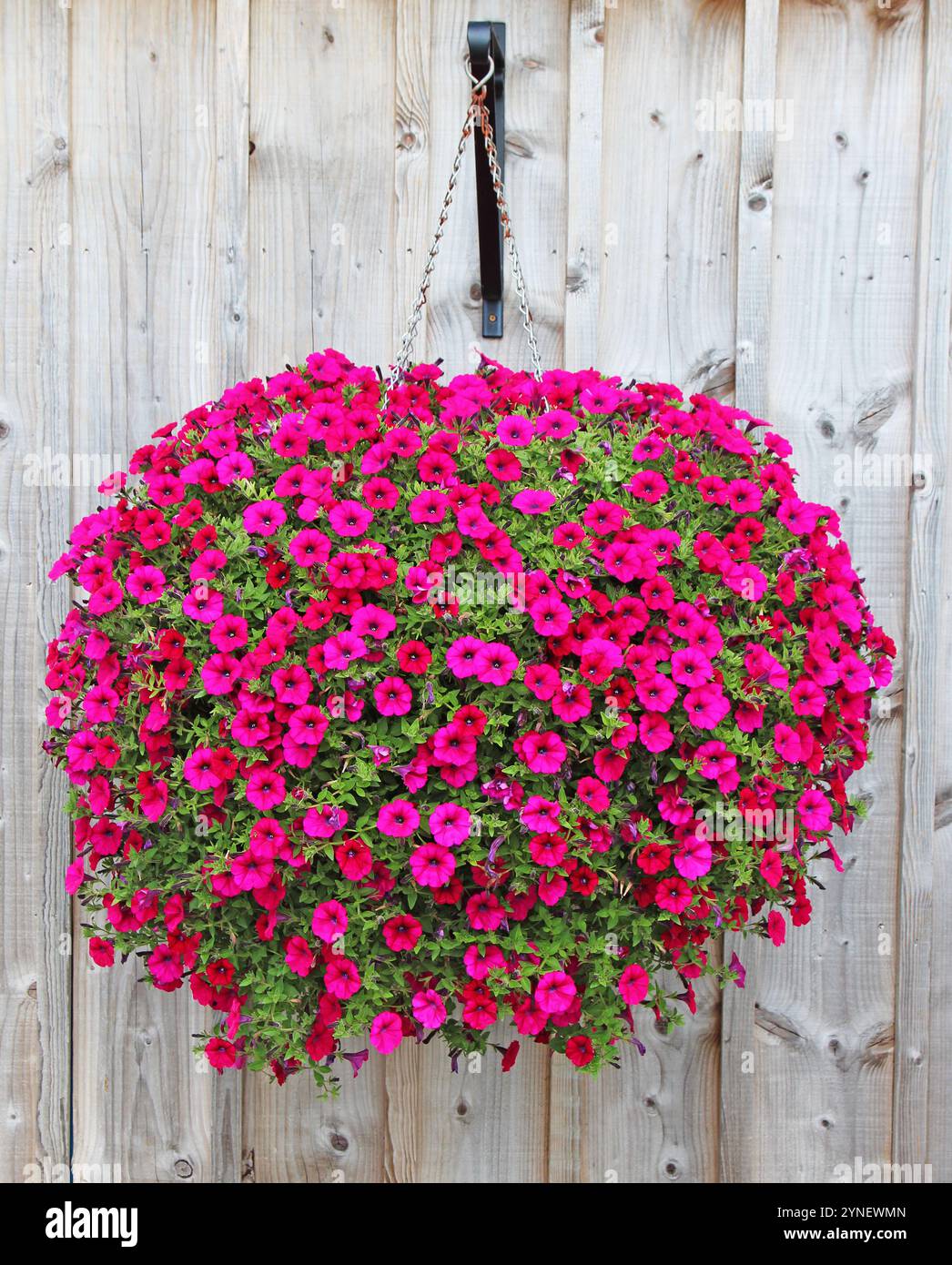 Ein Hängekorb mit rosa Petunien Stockfoto