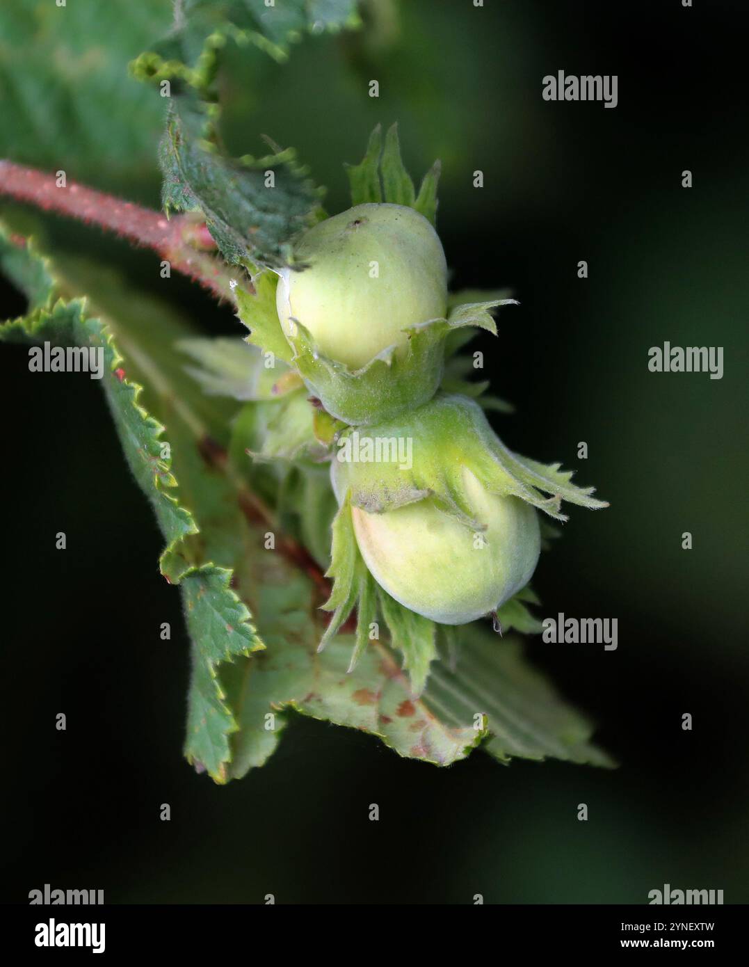 Haselnüsse oder Kokosnüsse, gemeiner Haselnuss, Corylus avellana, Betulaceae. UK. Haselnuss sind Pflanzen, Bäume und große Sträucher der Gattung Corylus. Stockfoto