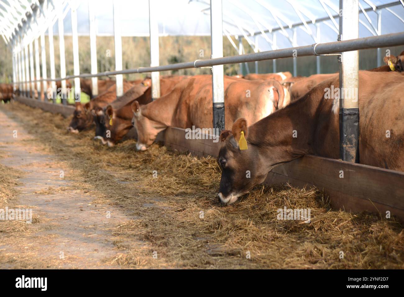 Eine Herde von Jersey-Kühen genießt Schutz vor Winterbedingungen in einem Herdenheim, wo sie gefüttert und getränkt werden können. Stockfoto