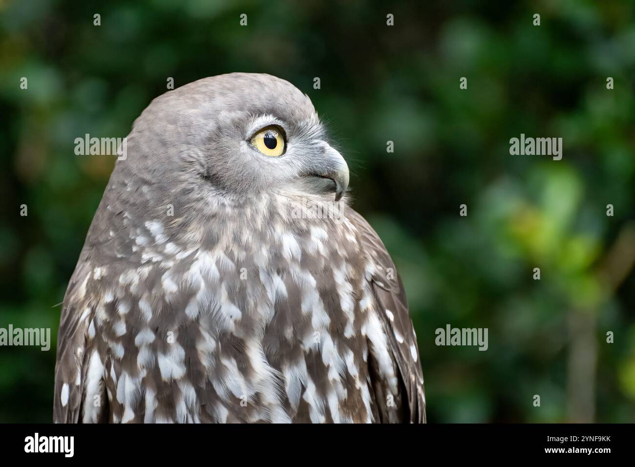 Bellende Eule, Ninox Connivens, einheimischer australischer Vogel, Nahgesicht, Currumbin Sanctuary Gold Coast Queensland, Reiseziel für Familien Stockfoto