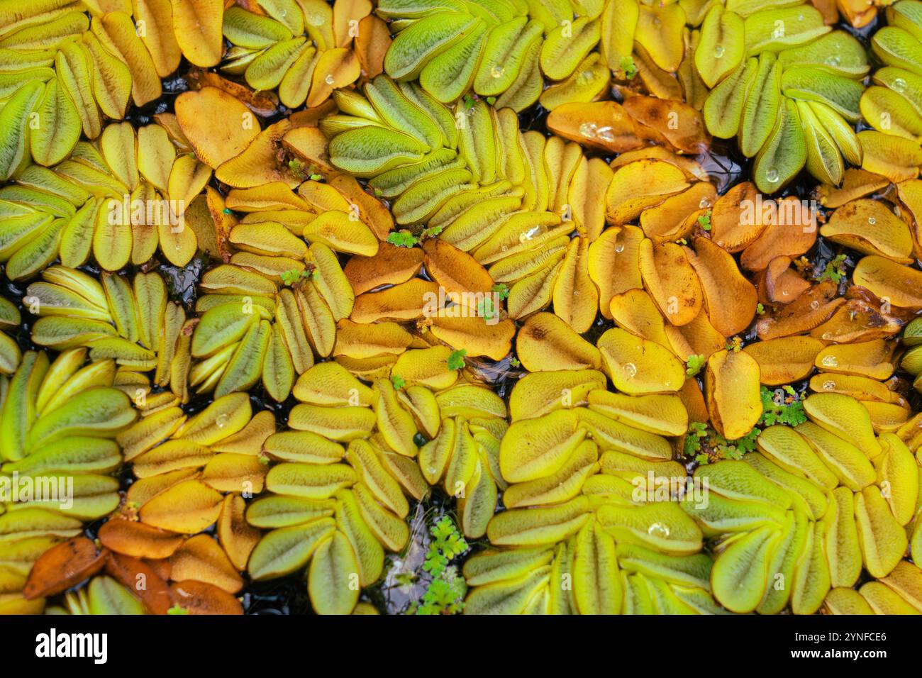 Salvinia biloba, ein faszinierender Wasserfarn, zeichnet sich durch seine einzigartige Struktur durch seine Fähigkeit aus, auf der Wasseroberfläche zu schwimmen. Stockfoto