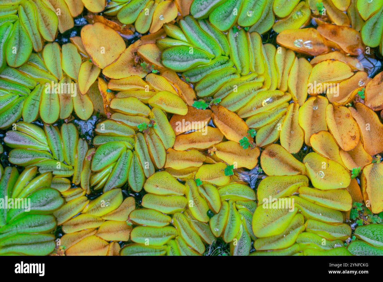 Salvinia biloba, ein faszinierender Wasserfarn, zeichnet sich durch seine einzigartige Struktur durch seine Fähigkeit aus, auf der Wasseroberfläche zu schwimmen. Stockfoto
